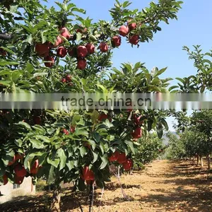 China Good Price Huaniu Apple With Best Price thumbnail-4