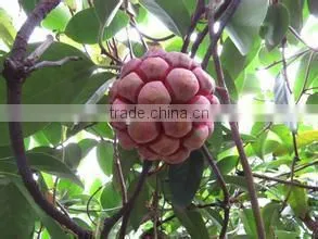 Kadsura Coccinea Fruiter Seeds for Growing thumbnail-2