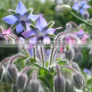 High Quality and Reasonable Price of Borage Oil thumbnail-1