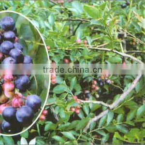 Fertilizer,manure thumbnail-4