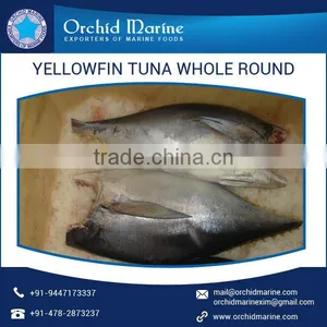 Wholesale Frozen Yellowfin Tuna Whole Round Price thumbnail-1