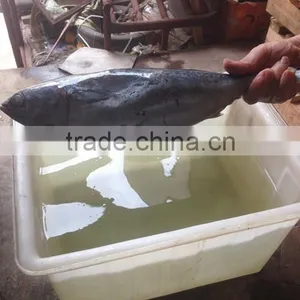 2016 Fresh Frozen Bonito Tuna 300g-500g From China thumbnail-2