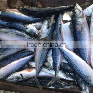 BQF 200-300g Whole Round Seafrozen Pacific Mackerel thumbnail-3