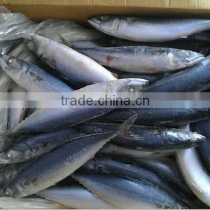 New Landing Frozen HGT Frozen Fresh Fish Pacific Mackerel for Can Company thumbnail-4