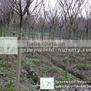 Prunus Serrulata Landscaping Trees thumbnail-1