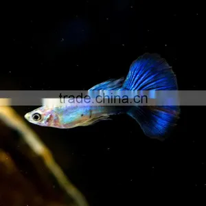 Blue Dimond Male Guppy Fish Size for Aquarium Fish Export thumbnail-1