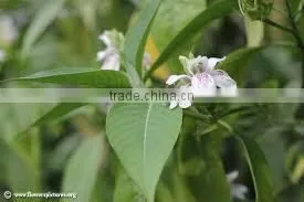 Malabar Nut thumbnail-1
