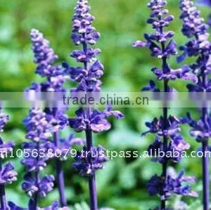 Lavender Oil thumbnail-1