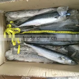 Optimal Level Whole Mackerel 200g-4kg thumbnail-2
