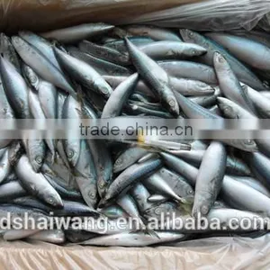 Frozen Pacific Mackerel for Sale With Size - 80g thumbnail-6