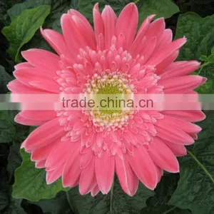 Fashion Honey Pink Gerbera Daisy thumbnail-4