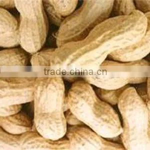 Roasted Shelled Peanut thumbnail-1