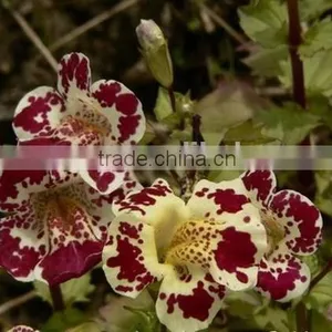 Golden Monkeyflower ,Mimulus , Flower Seeds , Herb Seed,vegetalbe Seed,fruit Seed,grass Seed thumbnail-2