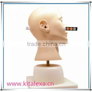 Diagnostic Model of High Level Supply of Medical Diagnostic Skills Training Model thumbnail-1