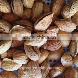 Good Taste Snack Roasted Almond With Shell for Sales thumbnail-1