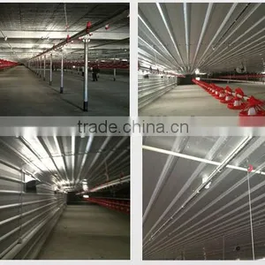 Day Old Broiler Chicks Poultry House Equipment thumbnail-2