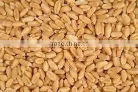 Indian Milling Wheat thumbnail-2
