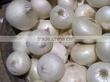 WHITE ONIONS thumbnail-1