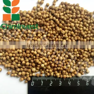 CORIANDER thumbnail-5