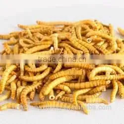 FDA Certification 2.8cm Fish Food Microwave Mealworms;Mealworms;Dried Mealworms for Fish Food thumbnail-1