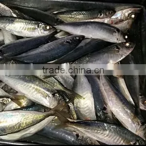 ROUND SCAD/ Decapterus/ Mackerel/ Sardine/ Hisha/ Pangasius/ Tilapia/ Promfet thumbnail-1
