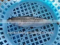 Frozen Bonito Tuna for Making Cans thumbnail-1