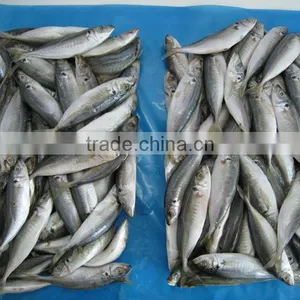 Frozen Fish Frozen Horse Mackerel thumbnail-3