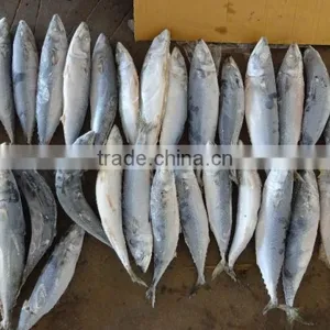 Fresh Frozen Atlantic Mackerel For Sale Market thumbnail-1