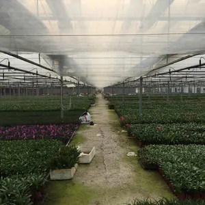 Plastic Film Greenhouse for Tomato/Cucumber/Lettuce Planting thumbnail-5