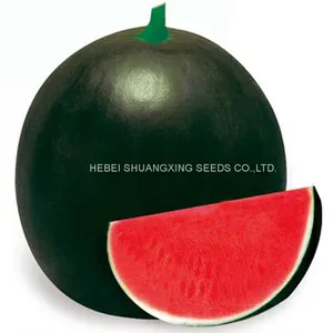 NOFA 3 Pure Black Seedless Watermelon Seeds for Sale thumbnail-1