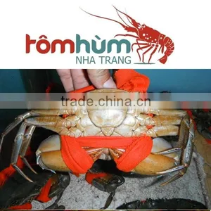 LIVE MUD CRAB (Male/Female) Within Best Quality and Suitable Supplying thumbnail-4