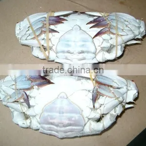 Frozen Blue Swimming Crab for Sale thumbnail-6