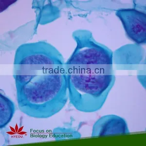 Animal Mitosis & Meiosis Prepared Slides Individual Microscope Prepared Slide thumbnail-1