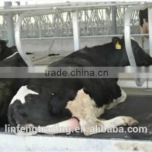 Cattle/Cow Lying Bar, Livestock Farming Equipment thumbnail-1