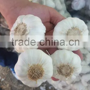New Garlic Pure White Garlic thumbnail-3