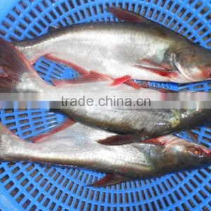 FROZEN PANGASIUS WHOLE ROUND thumbnail-1