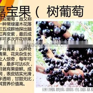 Jaboticaba Seeds Jabuticaba Guapuru Hivapuru Sabara Ybapuru Brazilian Grape Tree Seeds For Growing thumbnail-1