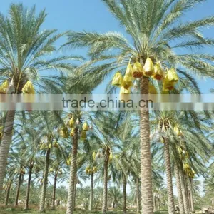 Organic Sweet Dates on Branch.Organic SweetDates .sweet on Branch Dates. 5Kg Carton thumbnail-5