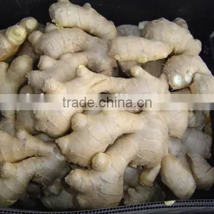 All Year Round Supply Fresh Ginger thumbnail-3
