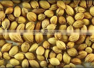 CORIANDER SEEDS thumbnail-2