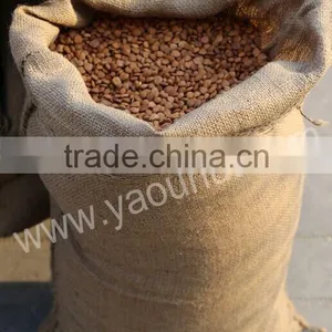 Bitter Apricot Kernels thumbnail-3