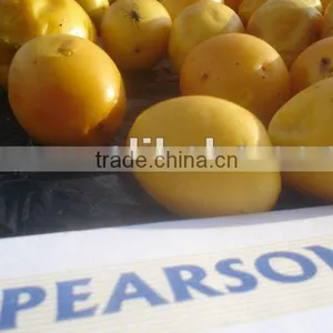 Ximenia Americana Oil Seed thumbnail-1