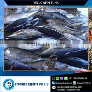 100% Fresh H&G Yellowfin Tuna at Best Price thumbnail-1