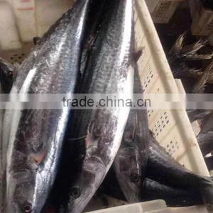 Fishing Net Newly Coming150-250g Spanish Mackerel, Scomberomorus Niphonius thumbnail-2