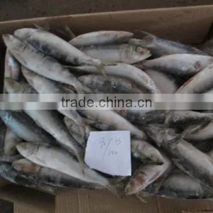 for Canning Good Price Wholesale Block Frozen Sardine thumbnail-3