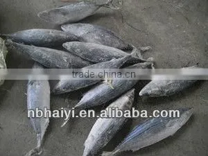 Sarda Sarda 1.5kg up Loaded 2.18 ,2013 thumbnail-1