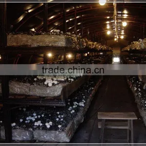 Single Span Plastic Film Mushroom Greenhouse thumbnail-2