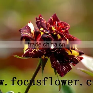 Hot Selling Black Roses Sale High Quality Fresh Cut Flower Spray Rose Meteor Shower for Banquets Factory Prize Supply thumbnail-5