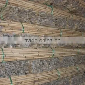White Malacca, Mantang, Malacca, White Cane, Rattan, Cane, Rattan Cane, Rattan Pole, Pole, Cane Pole thumbnail-2
