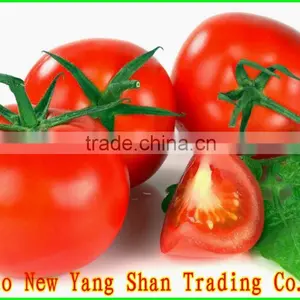 (HOT)TOMATOES/FRESH TOMATOES thumbnail-2